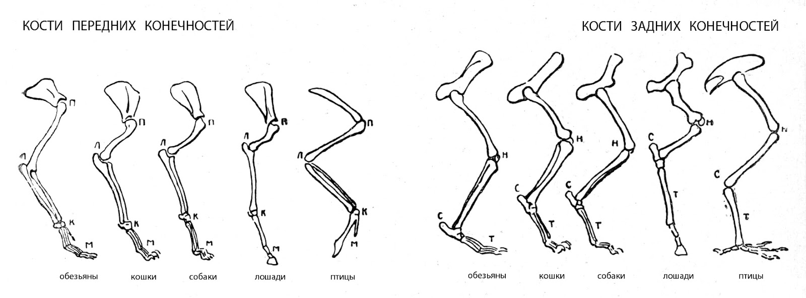 Кости скелета грудной конечности. Строение скелета кошки задние лапы. Строение скелета задней конечностей кошки. Анатомия задней конечности кошки кости. Анатомия собаки скелет задних конечностей.