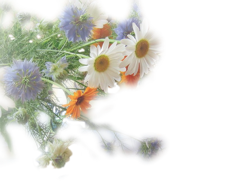 Цветы PNG