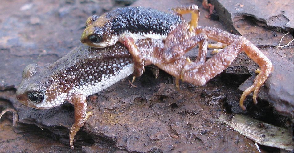 Земноводные живородящие. Nimbaphrynoides occidentalis. Лягушка сулавесская живородящая. Живородящие амфибии. Африканская живородящая жаба.